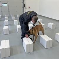 služební pes celní správy hledá drogy v zásilkách